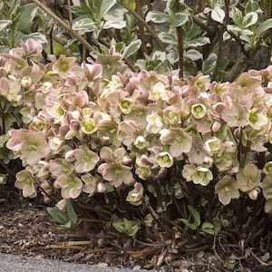 May include: A lush display of Hellebore flowers in full bloom. The blossoms showcase a blend of soft pink and creamy white petals with a touch of green in the center. The flowers are set against a backdrop of green and white foliage.