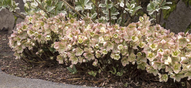 May include: A lush display of Hellebore flowers in full bloom. The blossoms showcase a blend of soft pink and creamy white petals with a touch of green in the center. The flowers are set against a backdrop of green and white foliage.