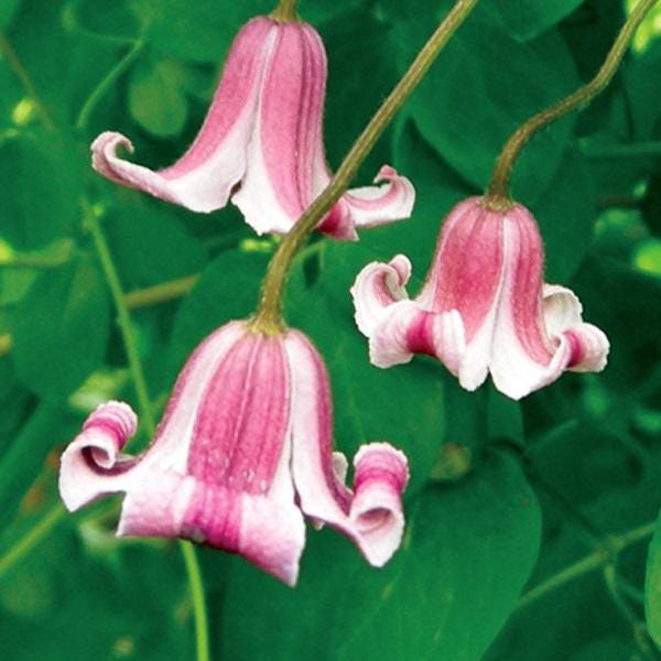 SPRING SALE - Texas Etoile Rose Pink Bells Clematis Bloom Pink Light Pink White Vine Live Plants Flowers House Plant Perennial