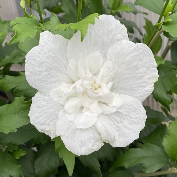 White Hibiscus Chiffon Rose of Sharon