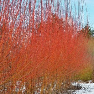 Orange Flame Willow LIVE Plant Shade Salix Bush Tree Small Starter Fast Growing Tree Shrubs