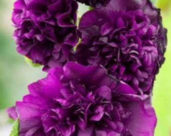 Double Violet Hollyhock Plants Live Plant Flowers