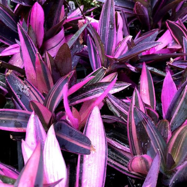 RARE House Plant Setcreasea Pallida Variegated Houseplants | Etsy