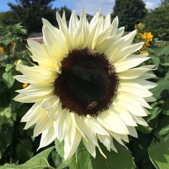 White Nite Sunflower Seeds Rare Sun Flower Seeds - Etsy Canada