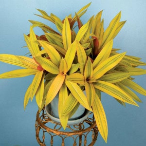 1 GOLD Tradescantia Sitara's Gold Houseplants Live Plant in Pot indoor RARE Fast Growing Plants for Home Decor house plants Gift for Mom