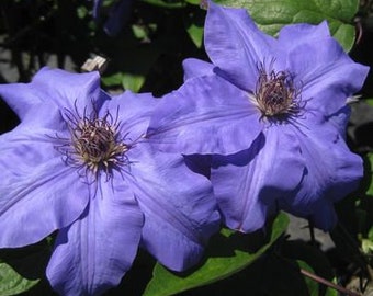 LAST STOCK of YEAR -  Clematis Ramona Purple Vine Live Plants Flowers House Plant Perennial