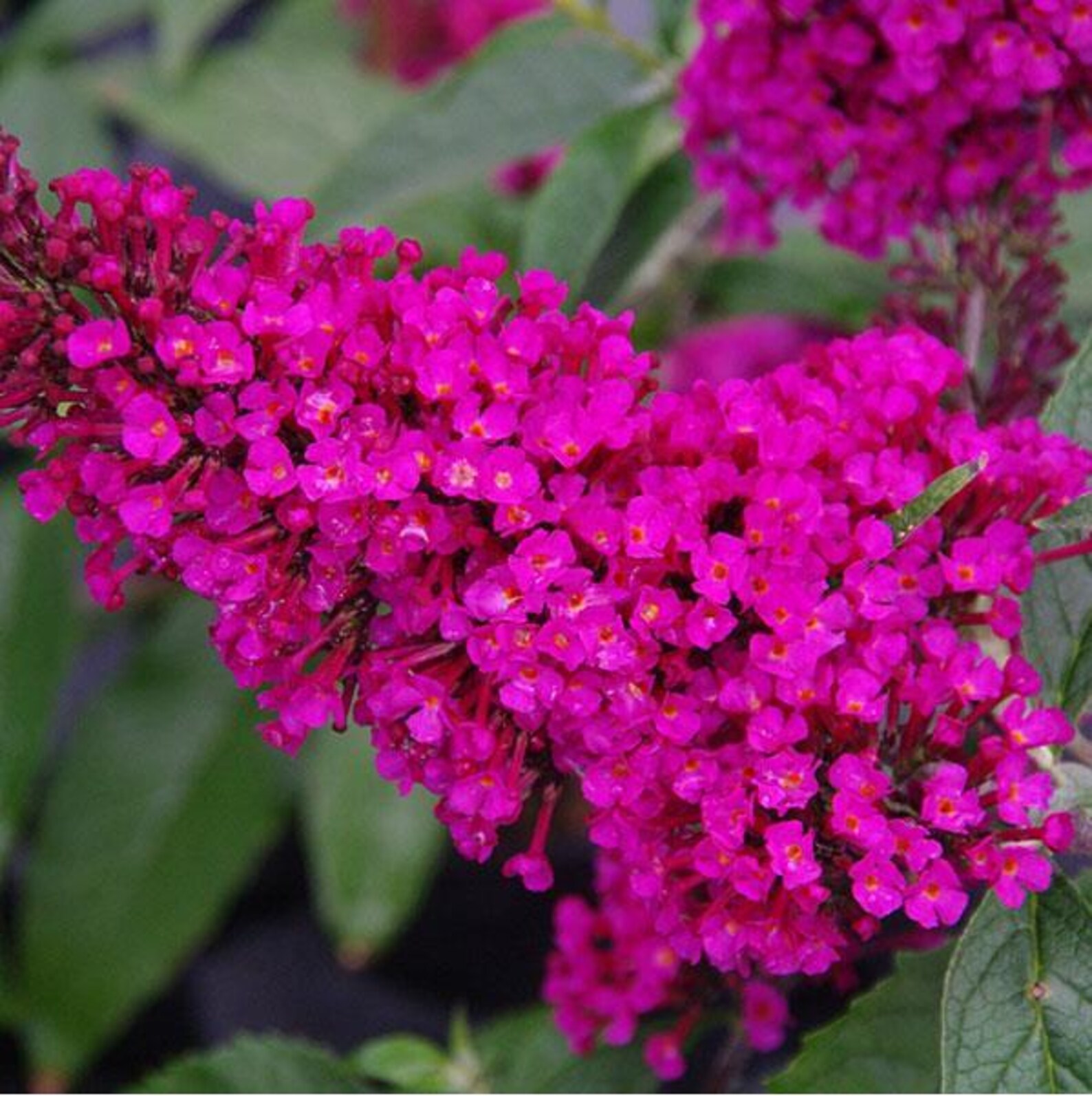 SPRING SALE - Hot Raspberry Butterfly Bush Lilac Shrub Live Plant - Etsy