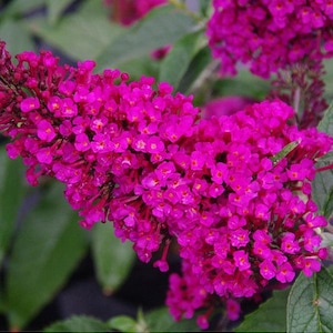 May include: Close-up of a vibrant magenta butterfly bush flower cluster. The small, densely packed blossoms have tiny orange centers. Green leaves provide a contrasting backdrop to the bright blooms. The image highlights the plant's natural beauty.