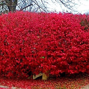 May include: A large, dense bush with bright red leaves. The bush is a vibrant red color and is a popular choice for landscaping.