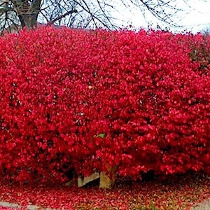 Winged Burning Bush Plant Cuttings Your Choice of 1,2,3,4 or 5 cuttings Euonymus alata plants Fast Growing Shrubs Trees