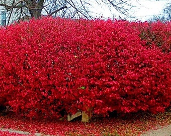 Winged Burning Bush Plant Cuttings Your Choice of 1,2,3,4 or 5 cuttings Euonymus alata plants Fast Growing Shrubs Trees