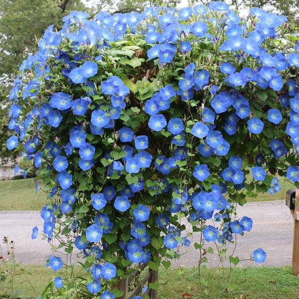 Heavenly Blue Morning Glory Vine Live Plants Flowers House Plant Climbing