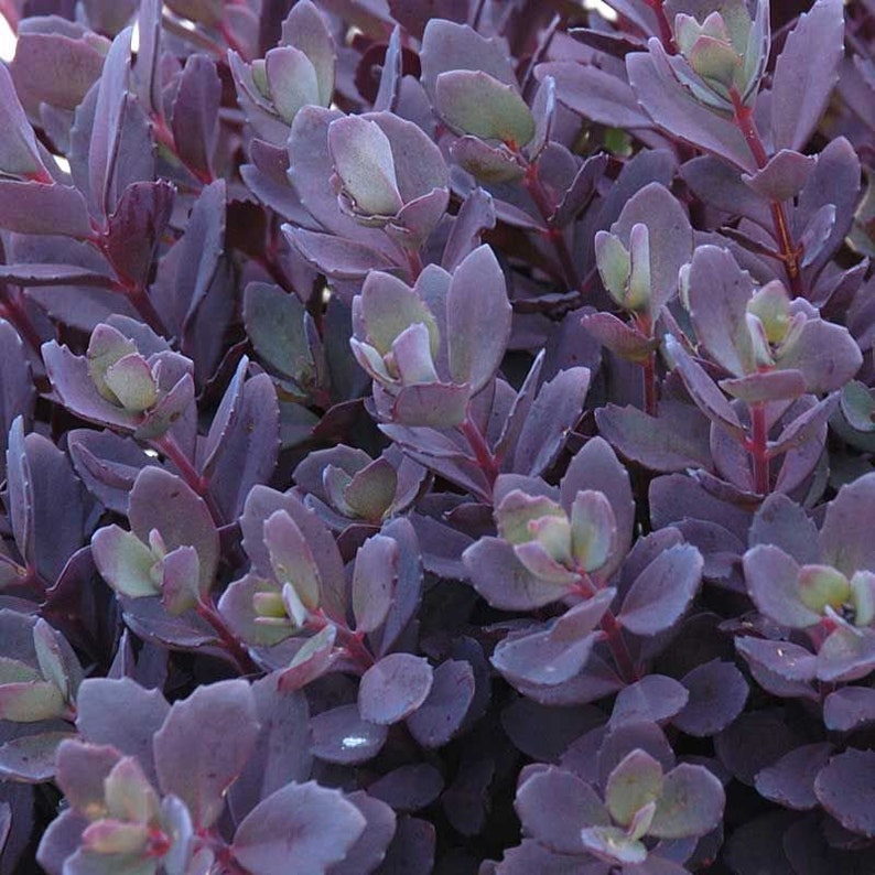 Cuttings Ultimate Rainbow Ground Cover Stonecrop Sedum Pack MIX Live Plants Landscape Plant Cuttings Bundle Easy to Root in Water image 10