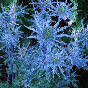 BLUE Sea Holly Eryngium Perennial Plants Ornamental 1 Live Plant Clumping Fast Growing Plants Rare