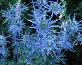 SPRING SALE -  BLUE Sea Holly Eryngium Perennial Plants Ornamental 1 Live Plant Clumping Fast Growing Plants Rare