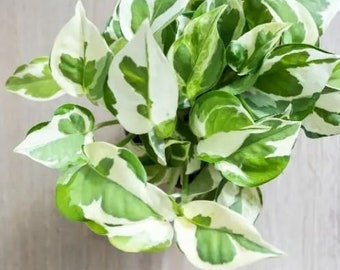 3 Cuttings Pothos N'joy Houseplants Live Plant indoor RARE Fast Growing Plants for House