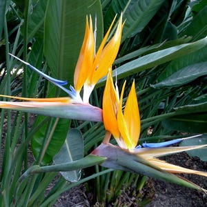 May include: Two vibrant orange bird of paradise flowers with blue and white accents bloom against a backdrop of lush green foliage.