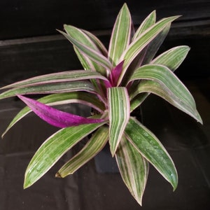 Tradescantia Spathacea Rhoeo Tricolor Houseplants Live Plant in Pot indoor small starter USA Seller RARE Fast Growing Plants for Home Decor image 5