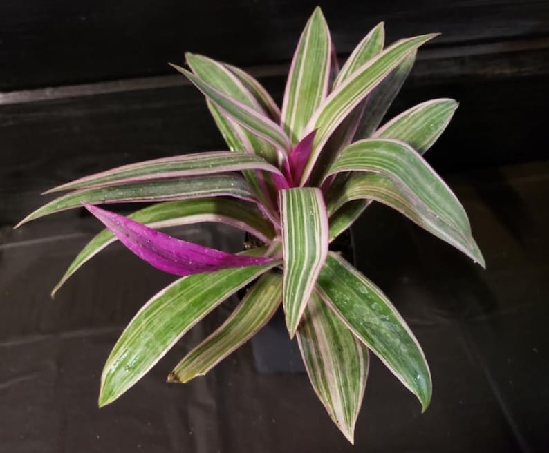 Tradescantia Spathacea Rhoeo Tricolor Houseplants Live Plant in Pot indoor small starter USA Seller RARE Fast Growing Plants for Home Decor image 5