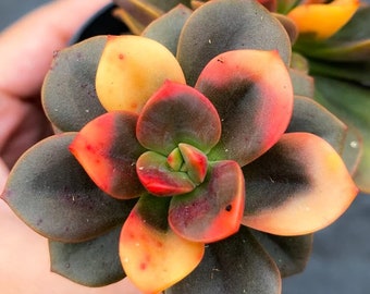 SUPER SALE Pink Multi-colored Succulent House Plants Live Rainbow Succulents Echeveria Chroma
