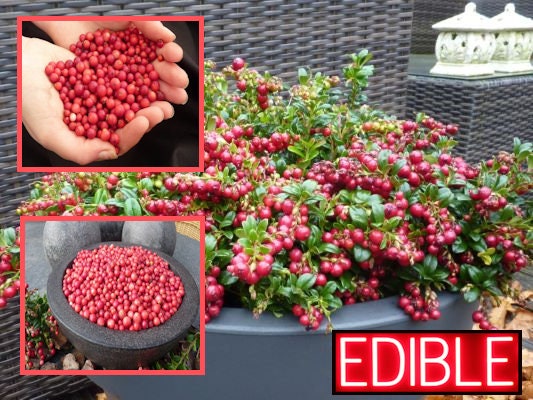 Red Berry Stem, Berry Bush, Christmas Red Berry , Berries for Wreaths, Red  Berries for Wreaths, Faux Berries, Red Berries, Berries, Keleas 