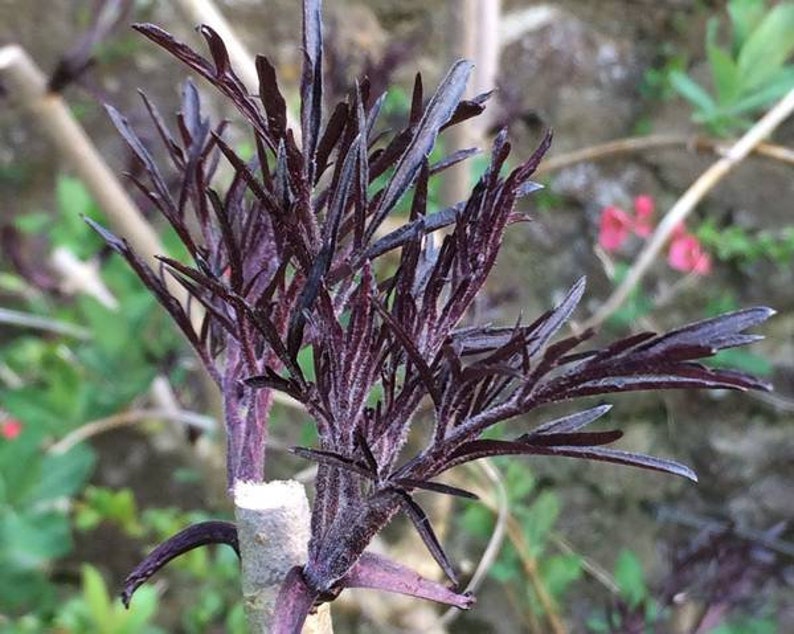 BLACK LACE Sambucus Live Fast Growing Tree Shrub Plant Spring Shipping Now Rare image 4