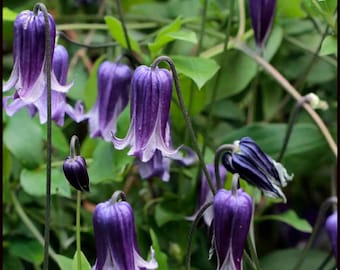 SUPER SALE Clematis Blue Bells Rooguchi Bloom Vine Live Plants Flowers House Plant Perennial