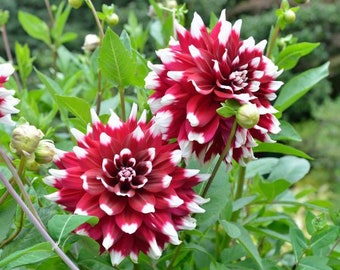 Duet Dahlia Flower Plant Bulbs Perennial Flowers Live Plant Rare