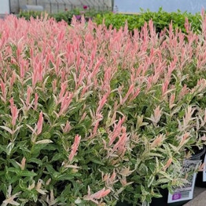 Pink Flamingo Willow Shrubs Salix Integra 'Hakuro Nishiki' White Dappled Small Starter Live Plant DEER RESISTANT image 3