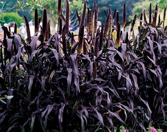 BLACK MAJESTIC Pennisetum Fountain Grass Tall Grows 6' Feet Perennial Ornamental 1 Live Plant Clumping