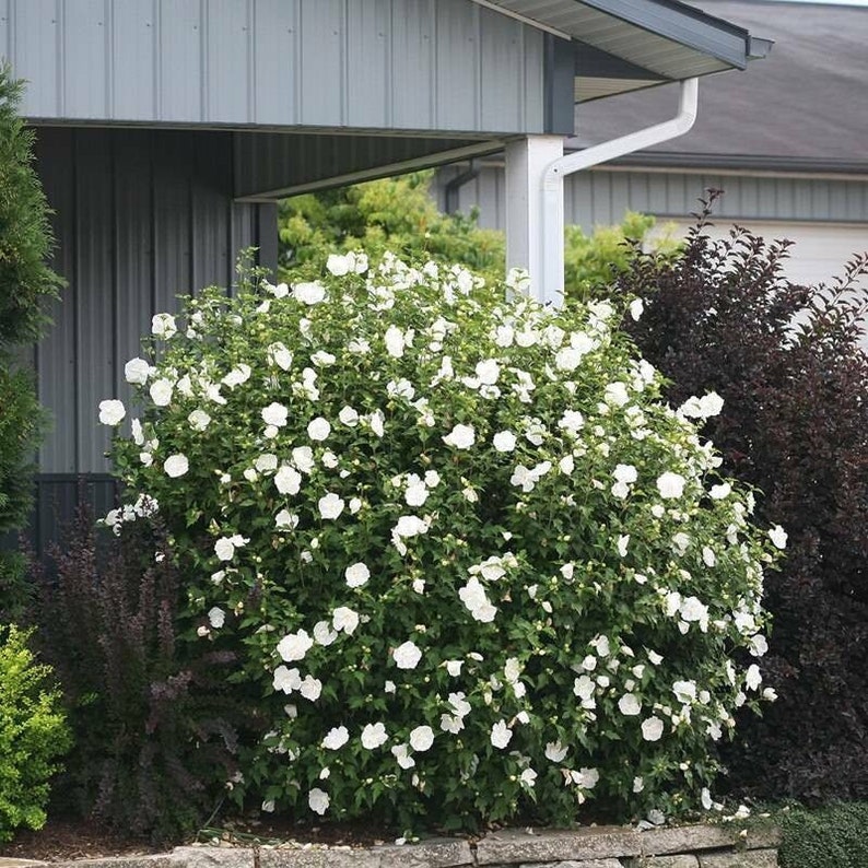 White Hibiscus Chiffon Rose of Sharon Bild 3