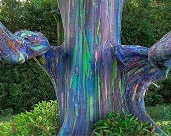 1-2 feet Tall Rainbow Eucalyptus Tree Live Plant Seedling Fast Growing Trees Beauty