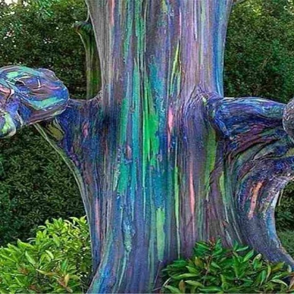 SUPER SALE - 1-2 feet Tall Rainbow Eucalyptus Tree Live Plant Seedling Fast Growing Trees Beauty