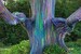 Rainbow Eucalyptus Tree Live Plant Seedling Fast Growing Trees Beauty ***Limited Supply*** 100 left 