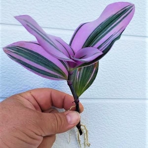 Rooted Cuttings Tradescantia PINK Nanouk Succulent house plants for houseplants in pot JUST PLANT and Watch Grow! Easy Care Instructions