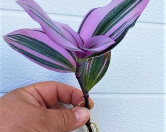 Rooted Cuttings Tradescantia PINK Nanouk Succulent house plants for houseplants in pot JUST PLANT and Watch Grow! Easy Care Instructions