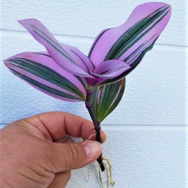 Rooted Cuttings Tradescantia PINK Nanouk Succulent house plants for houseplants in pot JUST PLANT and Watch Grow! Easy Care Instructions