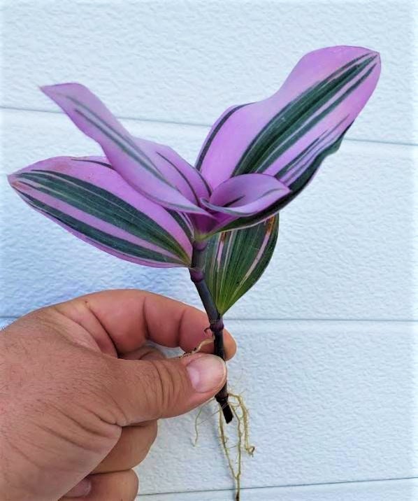 Nokko plants Rooted Cuttings Tradescantia PINK Nanouk Succulent House