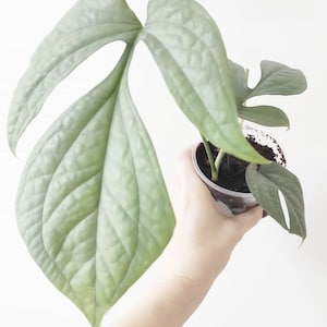 Silver Monstera Spider Man Amydrium Medium Silver Houseplants Live Plant in Pot indoor small starter Rare