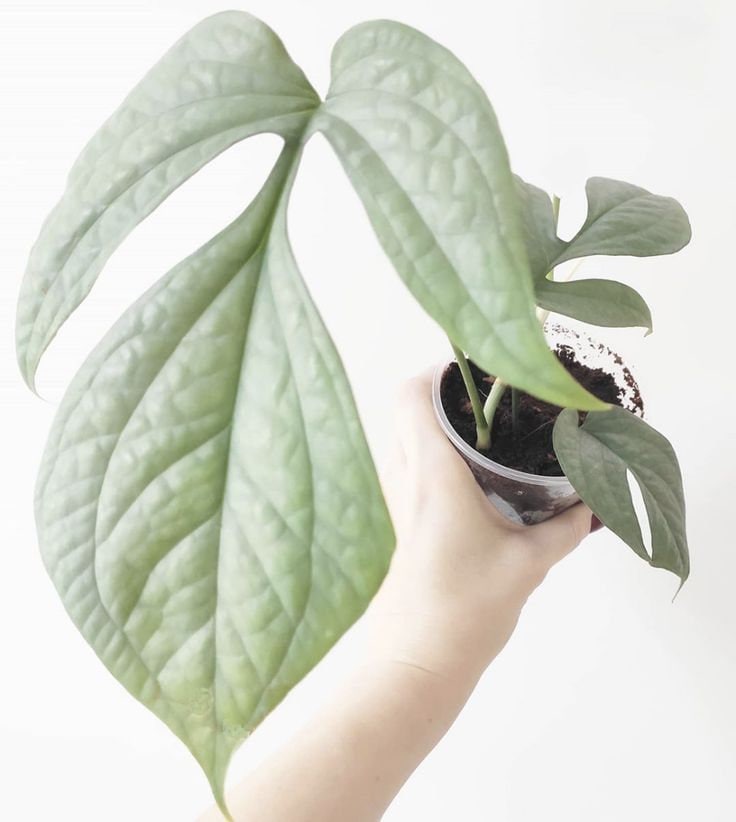 Monstera Amydrium Medium - Etsy