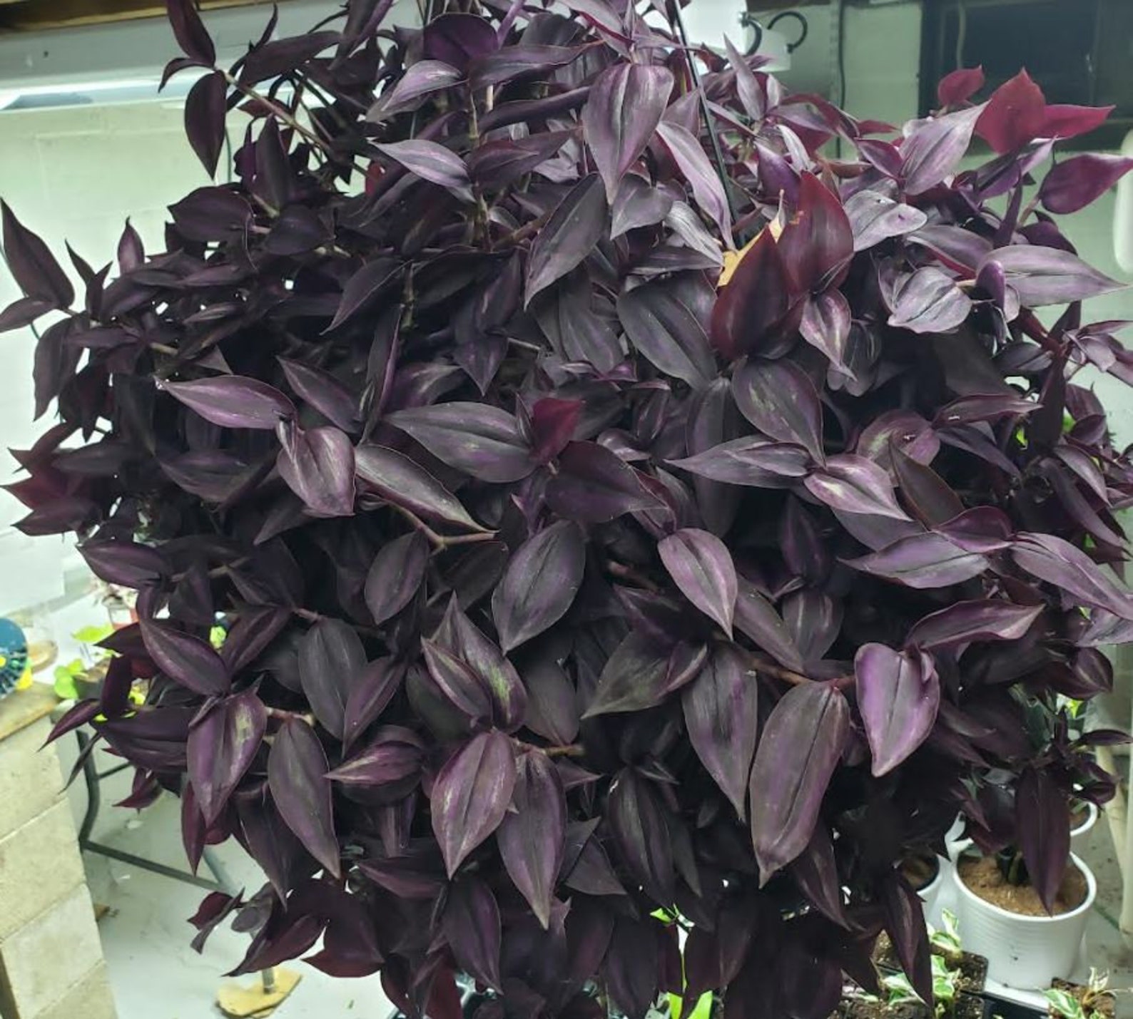 Plant Cuttings RED GEM Dark Desire Tradescantia Houseplants Etsy