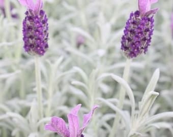 Silver Leaf Spanish Lavender Anouk - Etsy Sweden