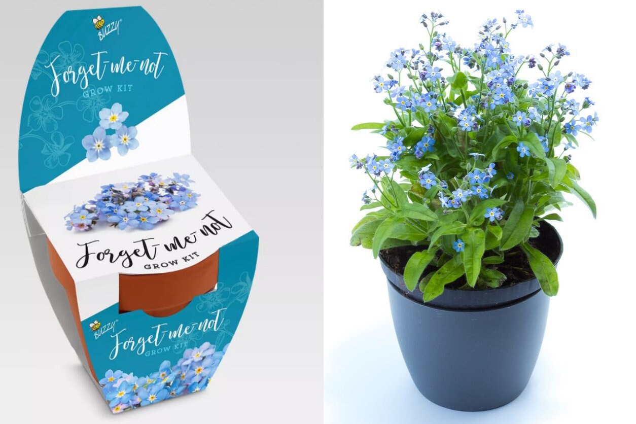 Mini Me Not Flowers Grow Kit with Pot Excellent Little Etsy