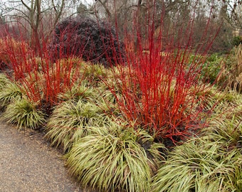 Red Twig Dogwood