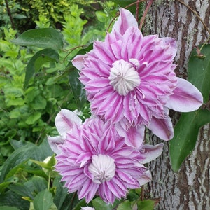 Clematis Proteus Vine Live Plants Flowers House Plant Perennial