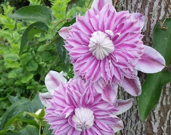 LAST STOCK of YEAR - Clematis Proteus Vine Live Plants Flowers House Plant Perennial