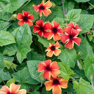 SPRING SALE - Amber Stripes Black Eyed Susan Vine Live Plants Flowers House Plant Perennial