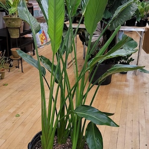 May include: A large Bird of Paradise plant in a black plastic pot. The plant has long, green, upright stems and large, green leaves. The plant is in a well-lit indoor space with a wooden floor.