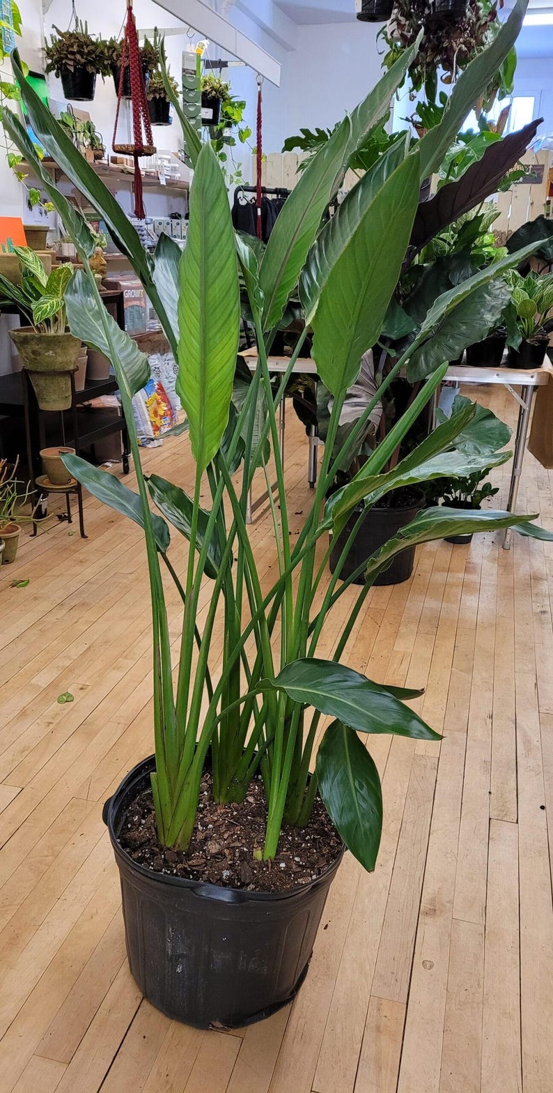 May include: A large Bird of Paradise plant in a black plastic pot. The plant has long, green, upright stems and large, green leaves. The plant is in a well-lit indoor space with a wooden floor.