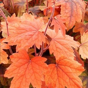 May include: Close-up of a plant with vibrant orange and red leaves. The leaves have a delicate, lacy texture and are arranged in a cluster.